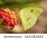 A sulpher butterfly is on a flower extracting necor