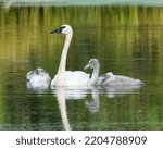 Small photo of Trumpeter Swain Swimming with Cygnets
