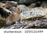 Small photo of A pika chirps from his home in Rocky Mountain National Park, Colorado, USA, August, 2016.