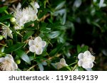 Small photo of Branches with flowers of Myrtle (Myrtus communis) close-up