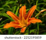 Orange Lily In The Country