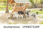 Small photo of Goat, gray goat, pack leader, horned goat, nature reserve, animals, herd of goats, animals, wildlife, omission, herbivores, herd of animals, large animal