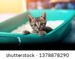 Cute Little Cat In The Sandbox