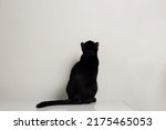 Black cat sitting back on a...