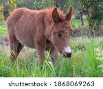 Small photo of Portrait of a young brown hinny grazing in a filed near the colonial town of Villa de Leyva in the central Andean mountains of Colombia.