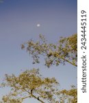 Small photo of The waning moon hangs in a blue clear sky over an alder tree, early in the morning , in the eastern Andean mountains of central Colombia.