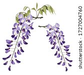 Branch Of Outline Wisteria...