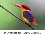 Oriental Dwarf Kingfisher Also...
