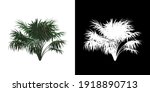 front view of thatch palm tree. ... | Shutterstock . vector #1918890713