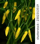 Small photo of Lemon Drop peppers plants. Yellow pepper on bush. Growth and ripening of pepper. Pepper in garden, greenhouse. Agriculture. Growing plants. Front view. Close-up. Soft focus. Green background. High