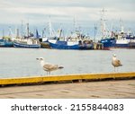 Gulls in a fishing port. Fishing boats in the harbour.