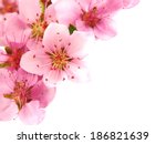 Pink spring flowers border