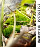 A Patch Of Green Moss Focused...