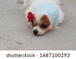 Cute Small Dog Wearing A Blue...