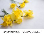 Daffodils On A White Background....