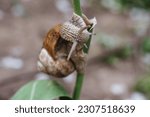 Small photo of Helix pomatia also Roman snail, Burgundy snail, edible snail or escargot. Snail Muller gliding on the wet leaves. Large white mollusk snails with brown striped shell, crawling on vegetables.