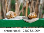 Small photo of Helix pomatia (Roman snail, Burgundy snail, edible snail, escargot) is a species of large, edible, air-breathing land snail. Gastropods. Two land snails during mating. Fauna of Ukraine