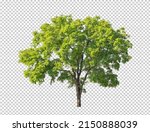 Tree on transparent picture...