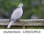 Collared Dove On The Ground