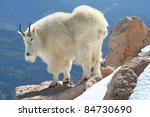 Mountain Goat At The Summit Of...
