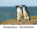Two Magellanic Penguins On An...