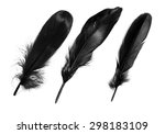 Black Feathers On White...