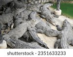 Crocodile animal zoo thailand...