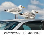 Seagulls Are Sitting On The...