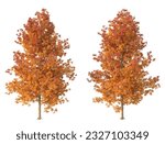 Various types of autumn tree...