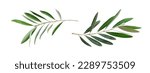 Small photo of Two fresh olive branches with leaves isolated on white background closeup