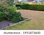 Small photo of Chaffer grubs decimate lawns and related flower beds. Scarifying, and edging lawns and felling bushes that block sunlight from lawns are the restoration starting points. Then apply nematodes.