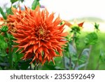 Small photo of Red fire dinnerplate dahlias grow as large as adult human heads and are subsequently an amazing spectacle to behold.