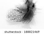 Black And White Feather With...