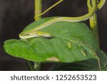 Small photo of Portrait a green Asian vine snake resting on green leaves, other name is Boie's whip snake, Gunther's whip snake, and Oriental whip snake.