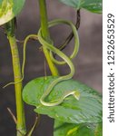 Small photo of Portrait a green Asian vine snake resting on green leaves, other name is Boie's whip snake, Gunther's whip snake, and Oriental whip snake.