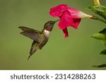 A ruby throated hummingbird...