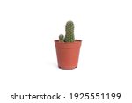 Isolated cactus in a pot on white background with clipping path