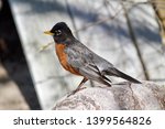 Male American Robin Standing On ...