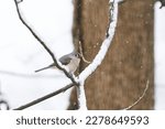 A Tufted Titmouse Sitting On...