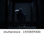 Dark Portrait Of A Raven Bird ...