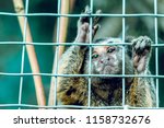 The Monkey Is Behind Bars. In A ...