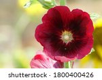 Holly Hock Flower Or Alcea Rosea