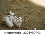 Small photo of Mushroom or Volvopluteus gloiocephalus, rose gilled grisette, or stubble rosegill