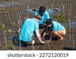 Team of young and diversity volunteer worker group enjoy charitable social work outdoor at mangrove planting NGO work for fighting climate change and global warming in coastline habitat project