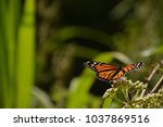 Orange Monarch Butterfly Close...