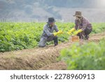 Two agronomists examining potato growth. Analyzing and recording data on laptop. Healthy food products. Agro-industrial sector structure study.