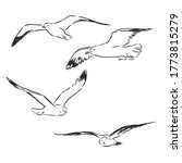 Seagull Bird Animal Sketch...