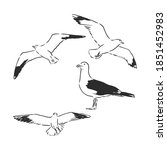 Seagulls Set Hand Drawn Vector...