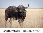 A Big old Cape Buffalo Dagga Bull ( Syncerus caffer) on a open grass plain