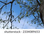 Small photo of Kapok on tree, Ceiba pentandra or White silk cotton tree( Ceiba pentandra Gaertn. Wong) Bombacaceae. kapok seeds with white fiber for making pillow isolated on white background